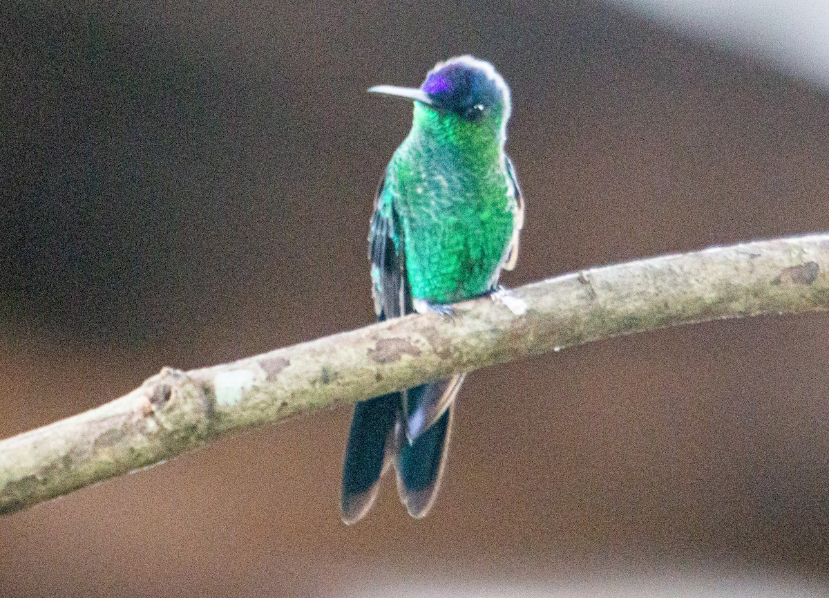 Violet-capped Woodnymph - ML436715371