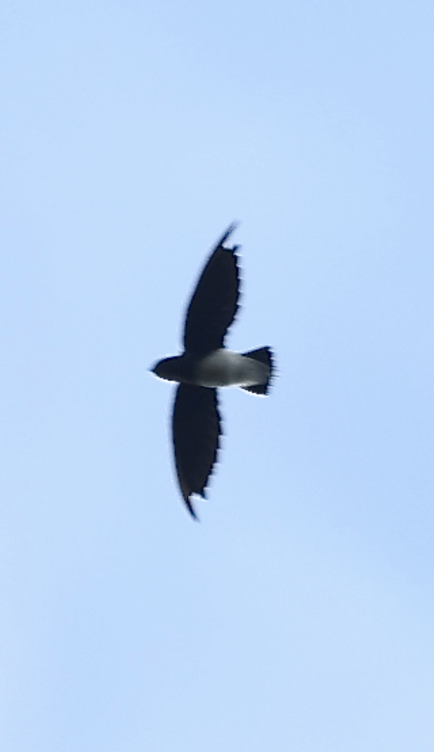 Sabine's Spinetail - ML436715721