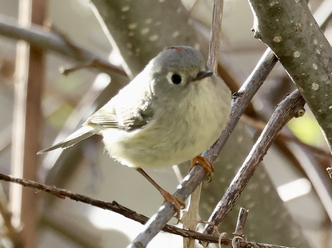 Ruby-crowned Kinglet - Glenn Wilson