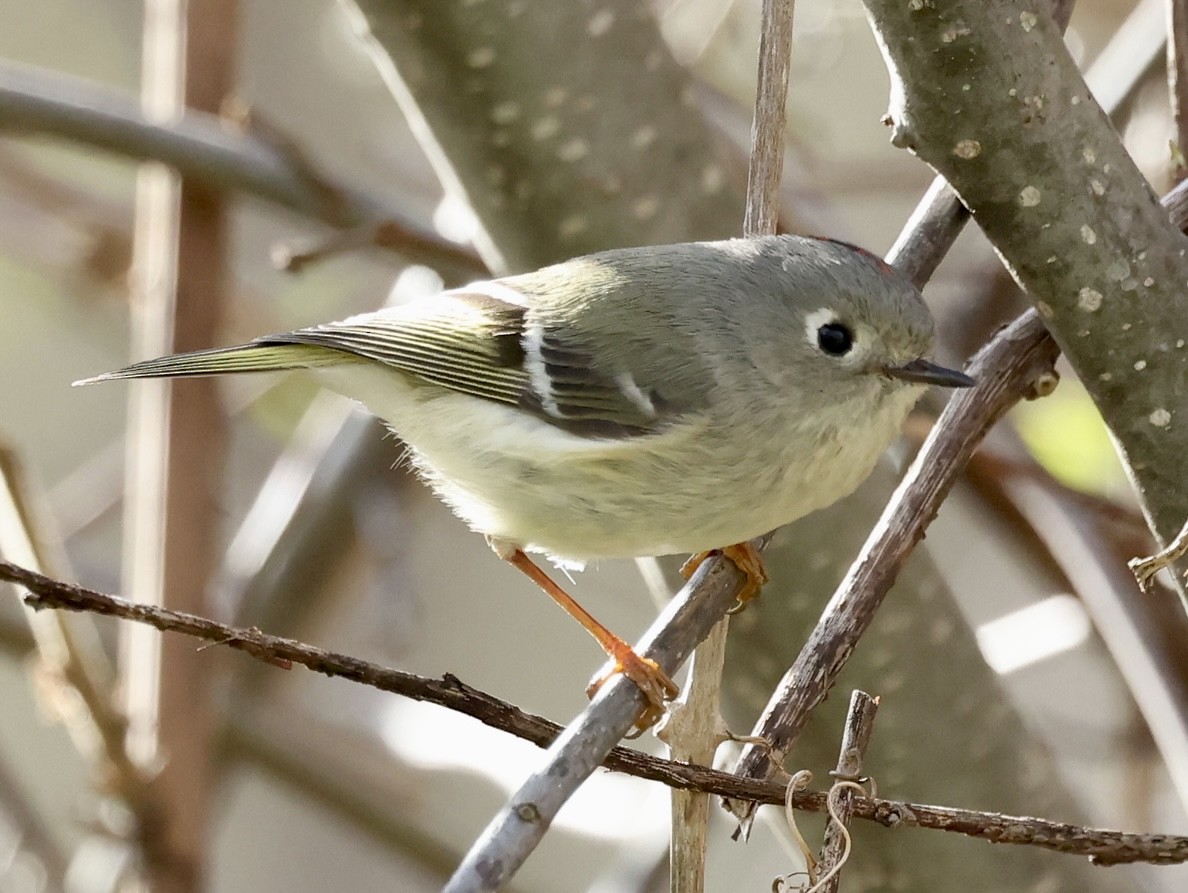 Ruby-crowned Kinglet - Glenn Wilson