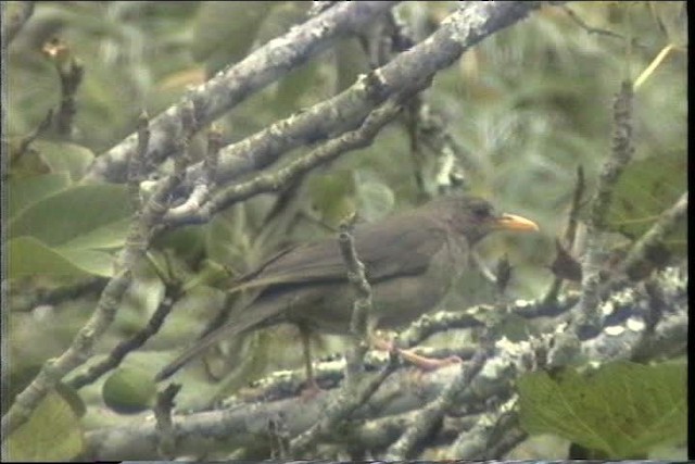 Chiguanco Thrush (chiguanco/conradi) - ML436716