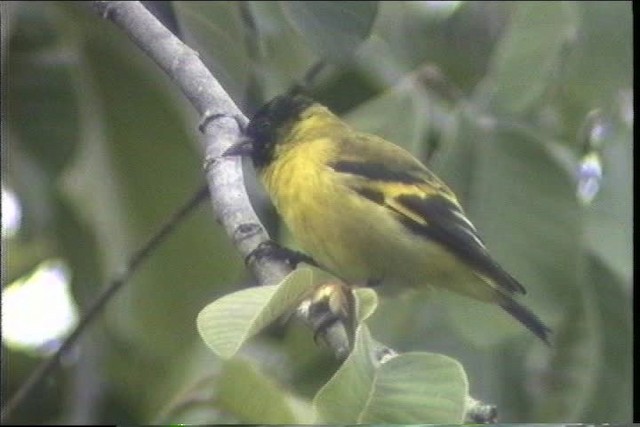 Hooded Siskin - ML436717