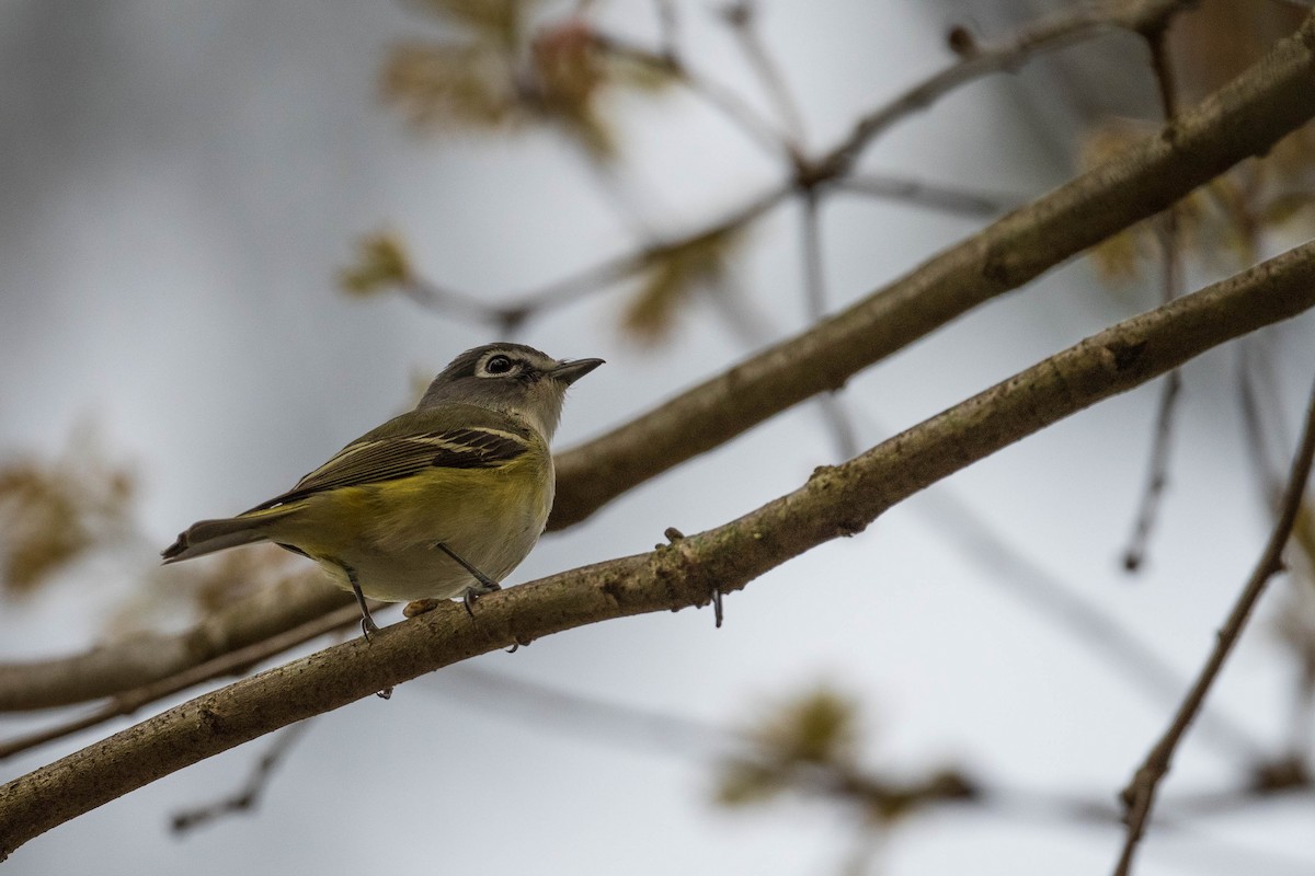 Blue-headed Vireo - ML436717341
