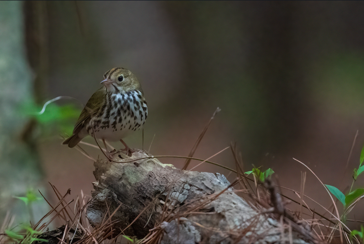 Ovenbird - ML436717911