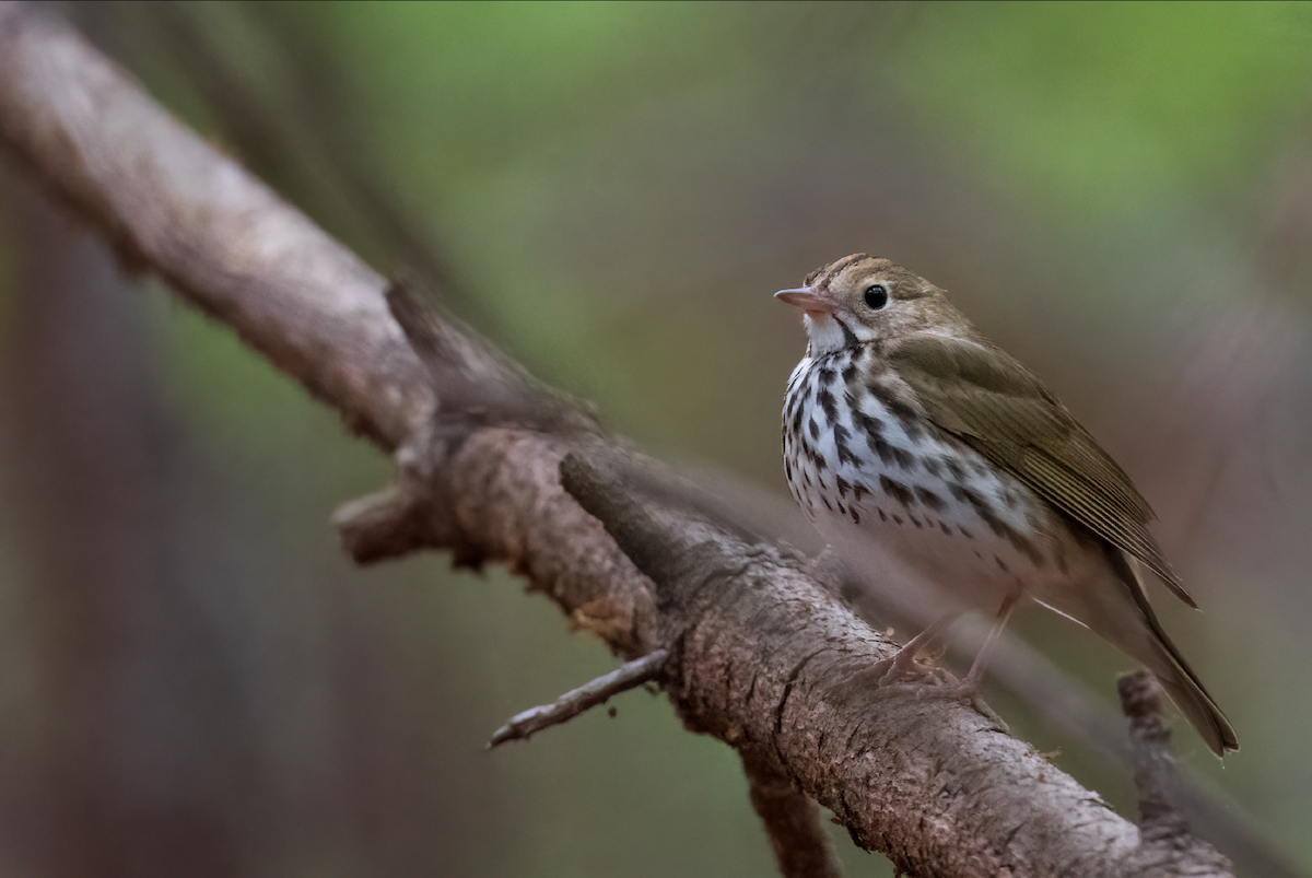 Ovenbird - ML436717921