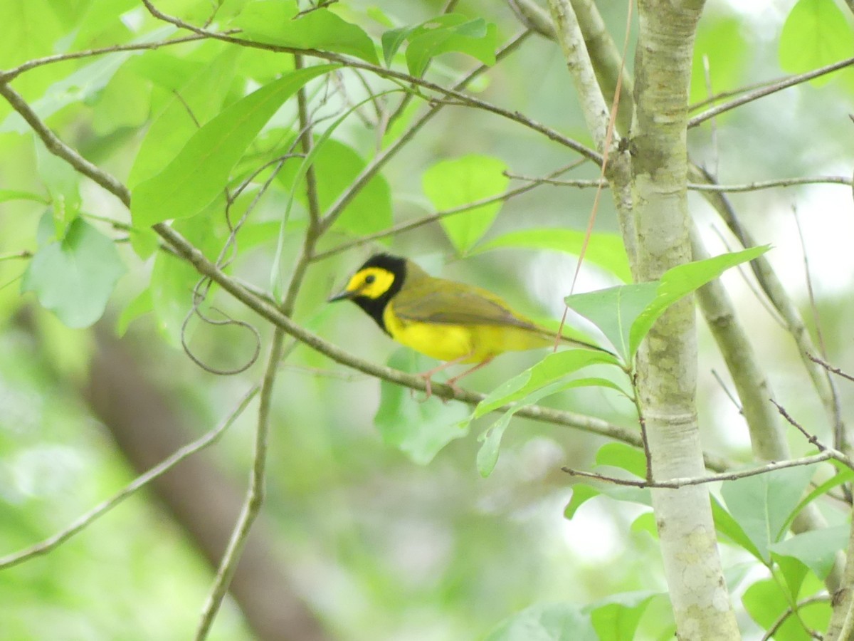 Hooded Warbler - ML436718231