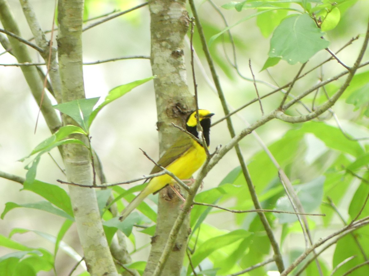 Hooded Warbler - Matthew DeLange