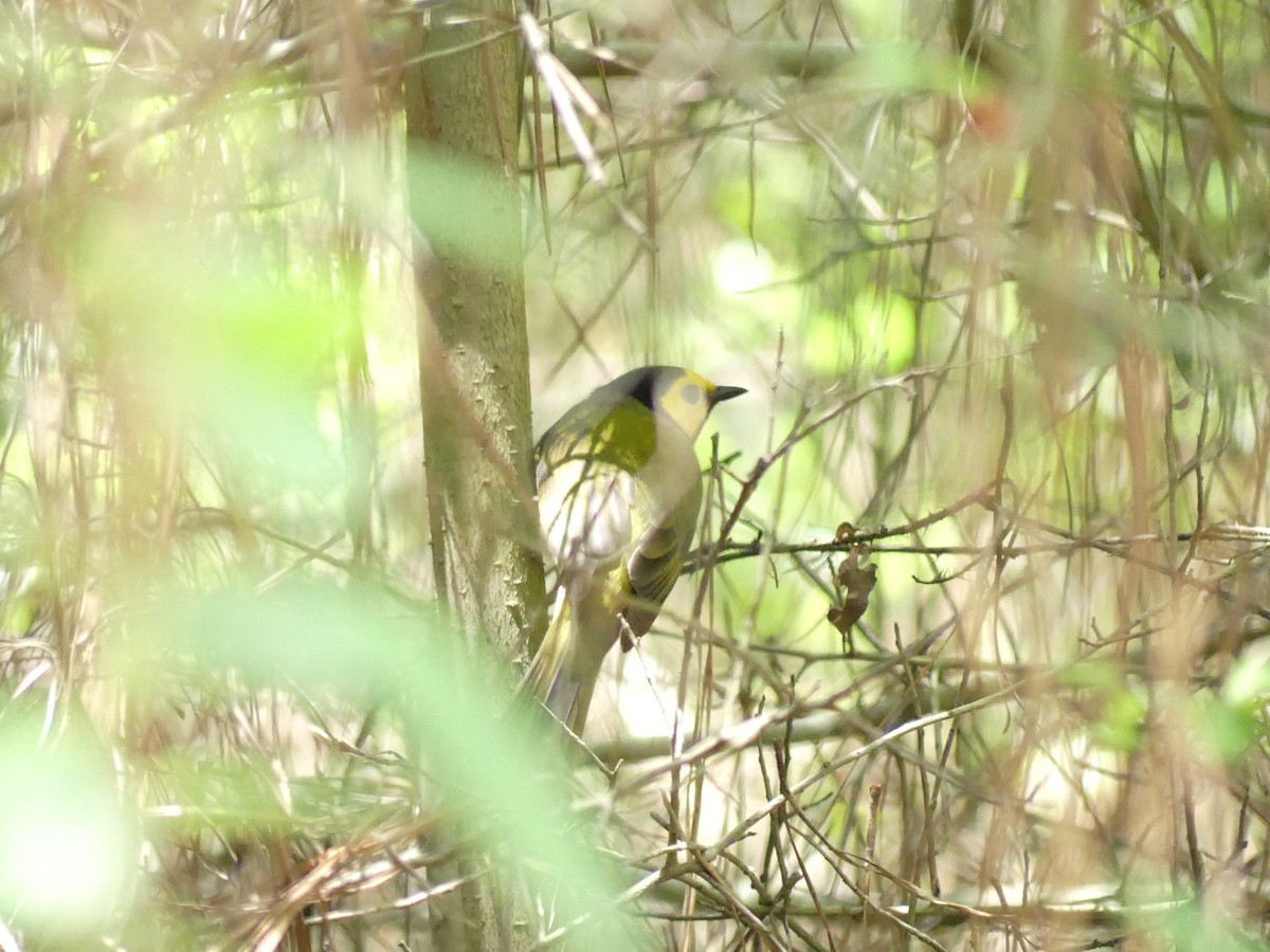 Hooded Warbler - ML436718291