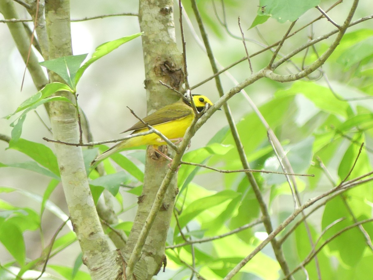 Hooded Warbler - ML436718311