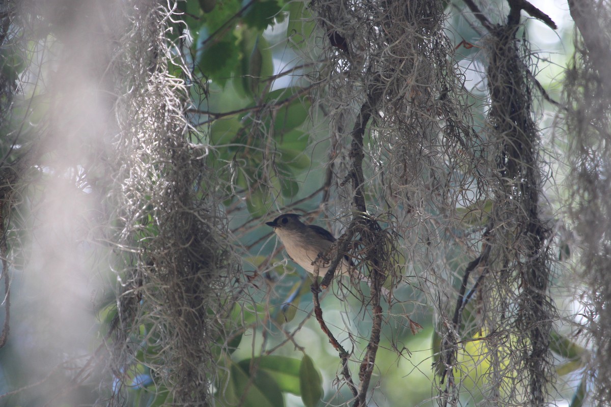 Tufted Titmouse - ML436718981