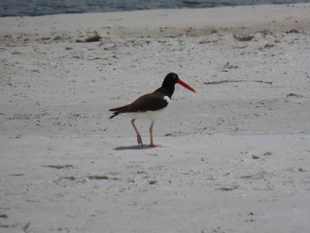 American Oystercatcher - ML436721401