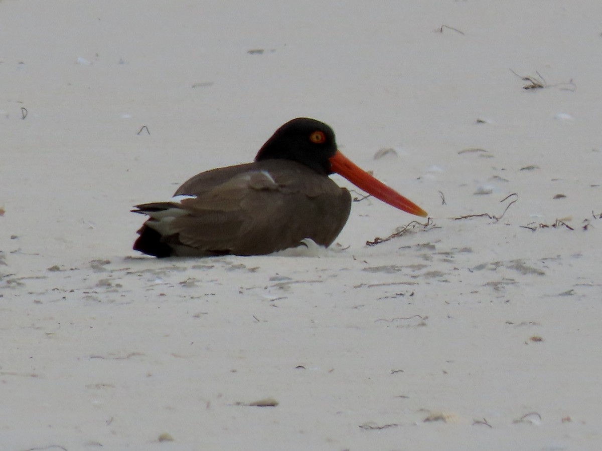 American Oystercatcher - ML436721461