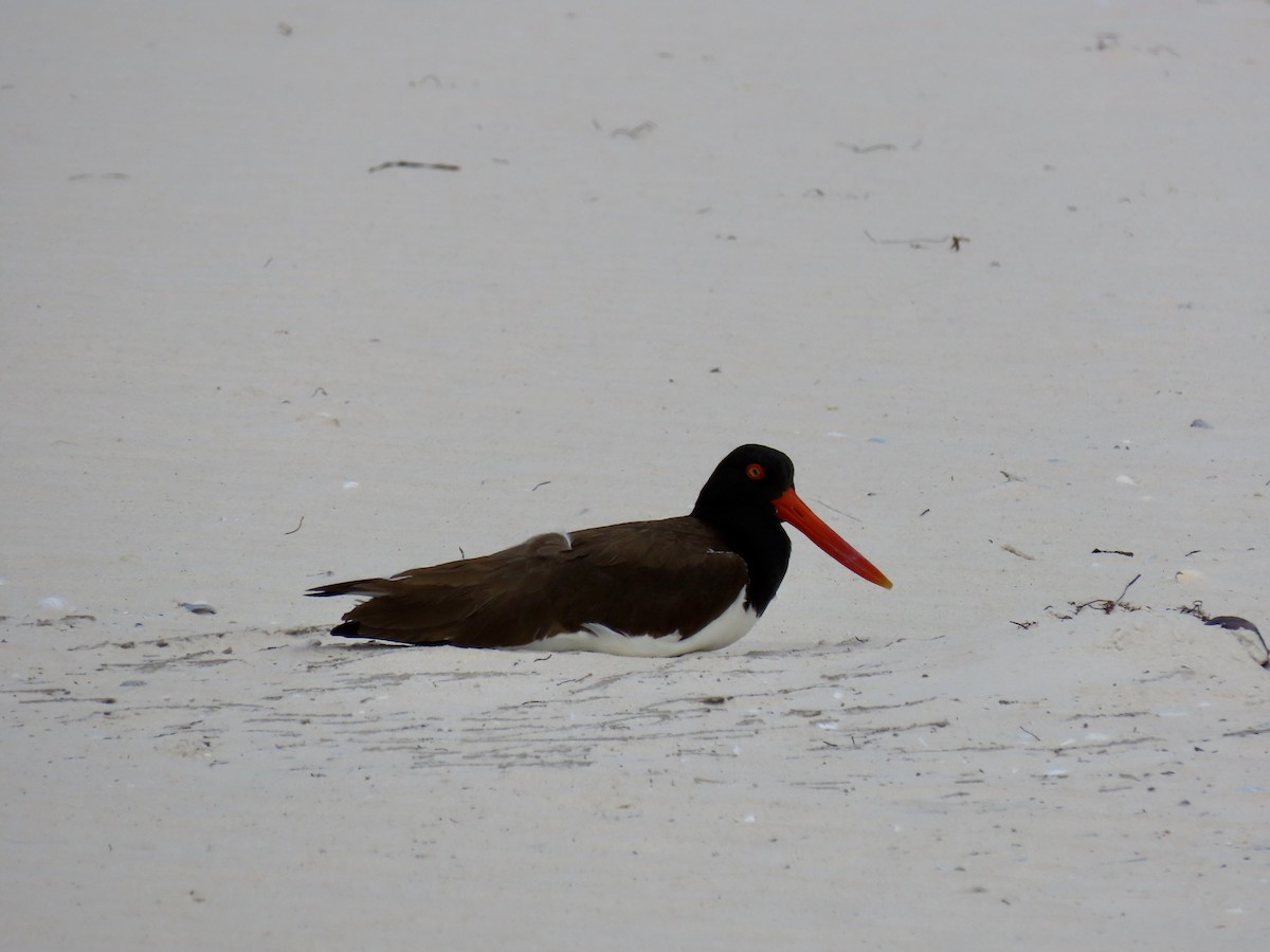 American Oystercatcher - ML436721571