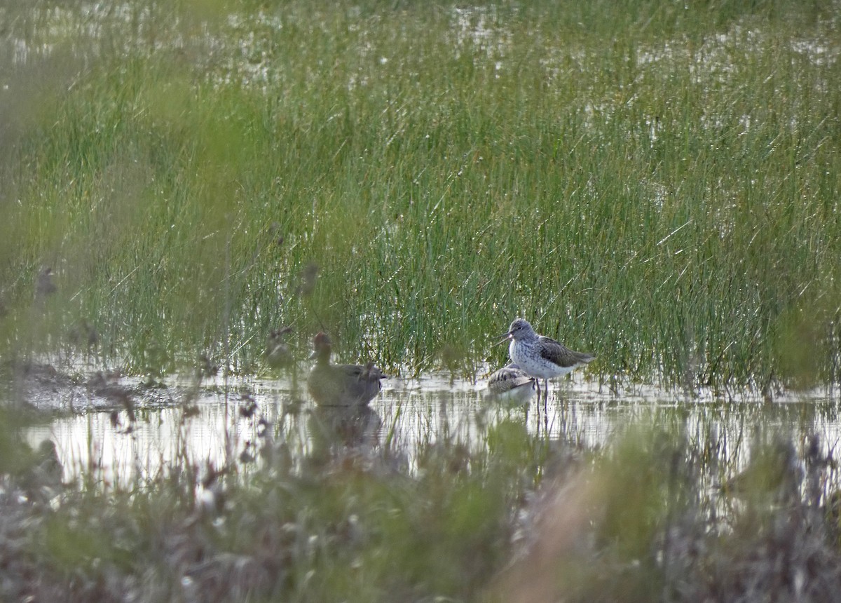 Common Greenshank - ML436721931