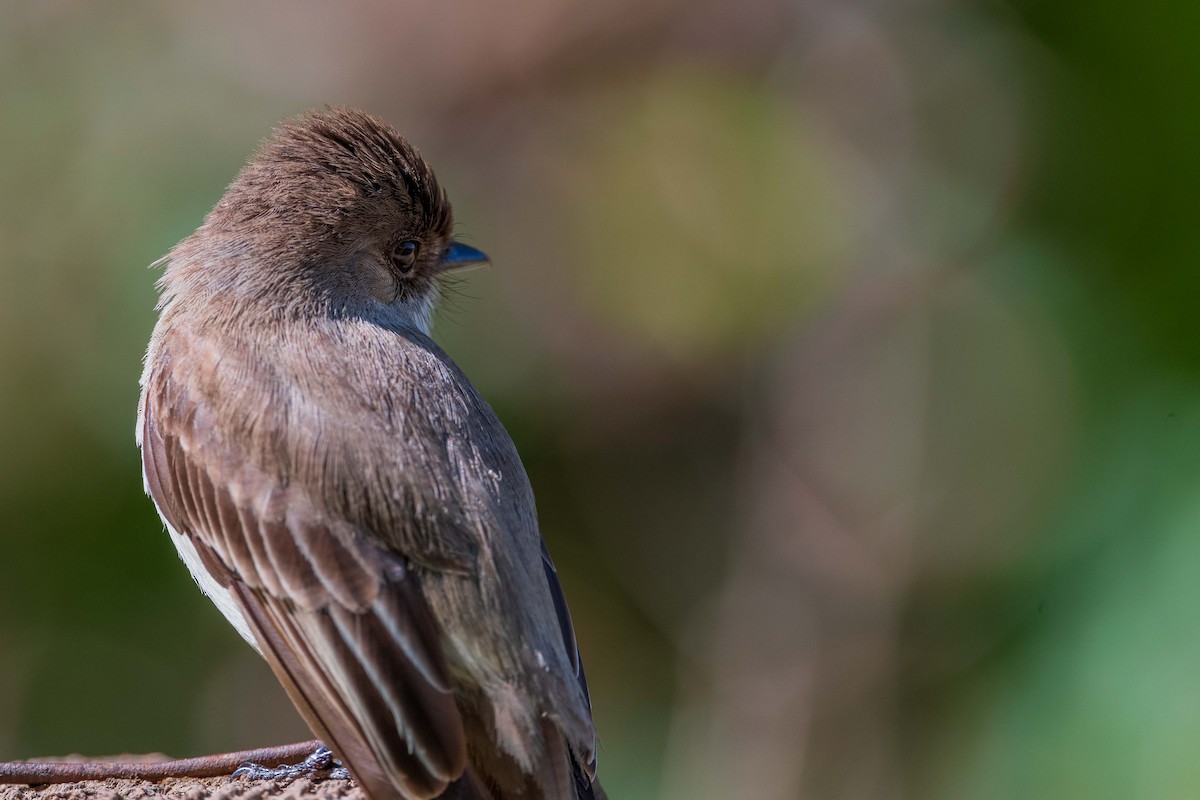 Eastern Phoebe - ML436723161