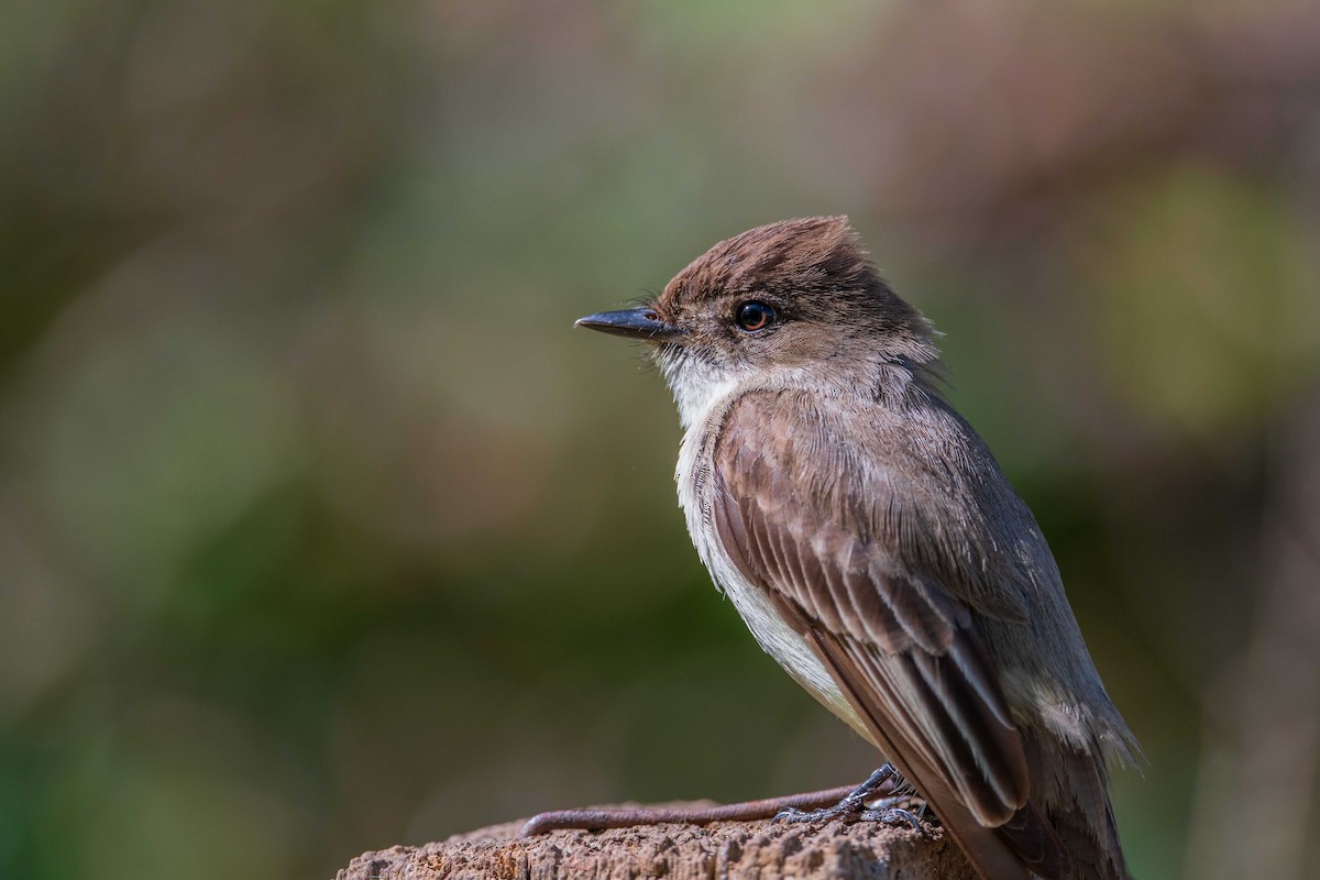 Eastern Phoebe - ML436723201