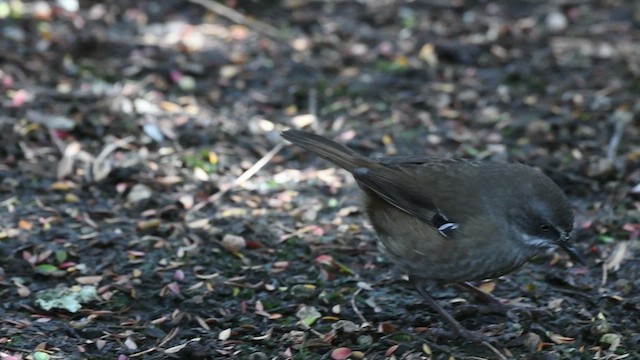 Tasmanian Scrubwren - ML436723211