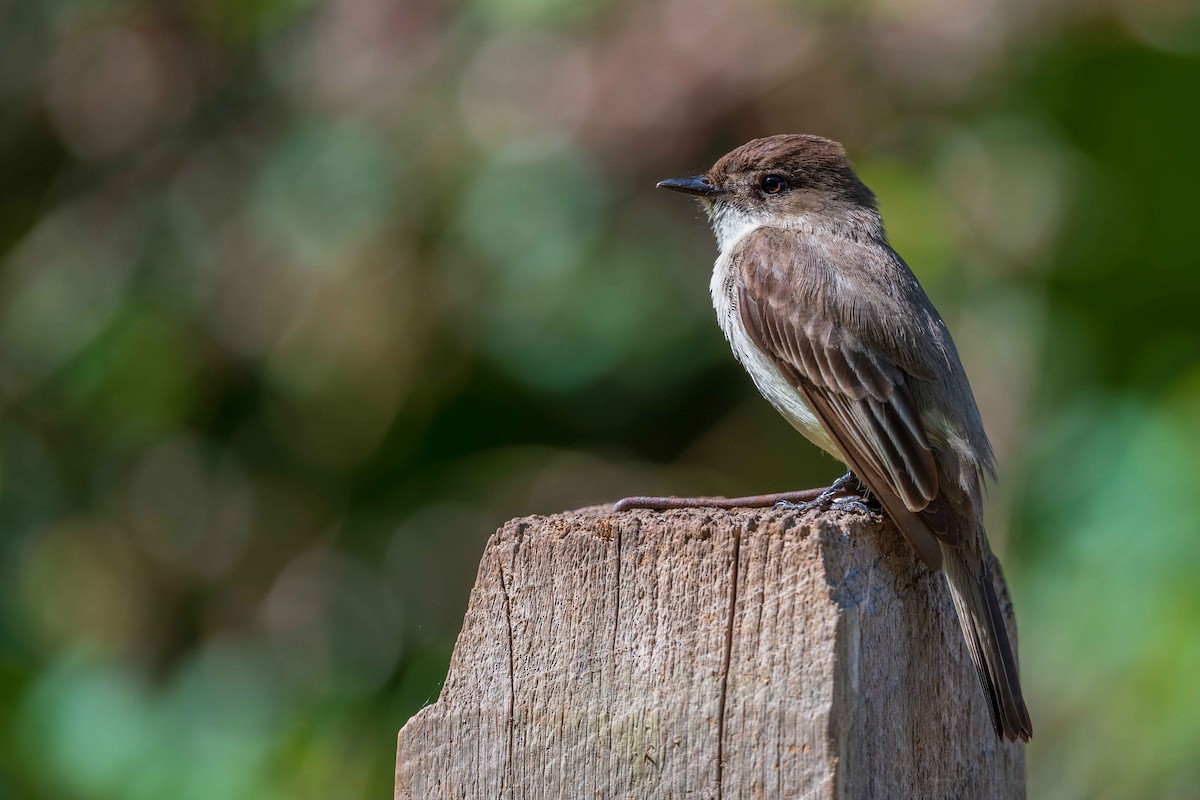 Eastern Phoebe - ML436723281