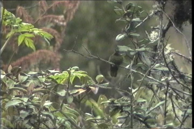 kolibřík Williamův (ssp. atrigularis) - ML436725