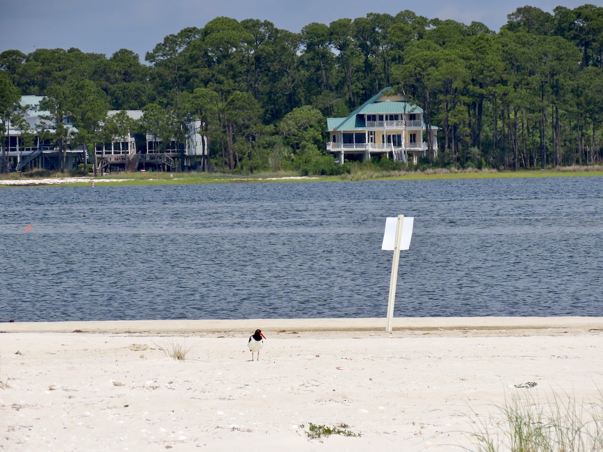 American Oystercatcher - ML436725321