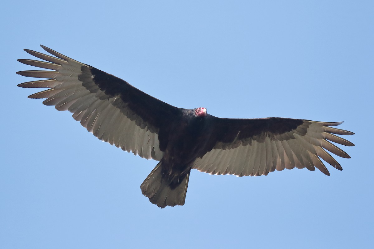 Turkey Vulture - ML436725351