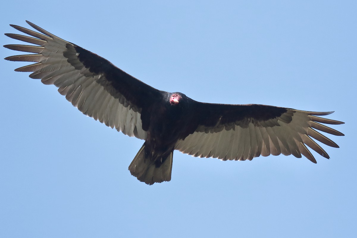 Turkey Vulture - ML436725391