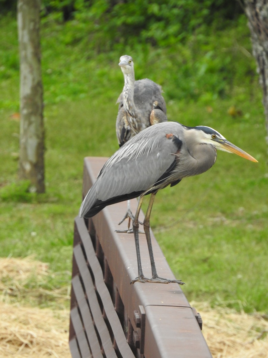 Great Blue Heron - ML436725541