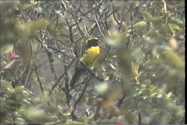 Masked Mountain Tanager - ML436726