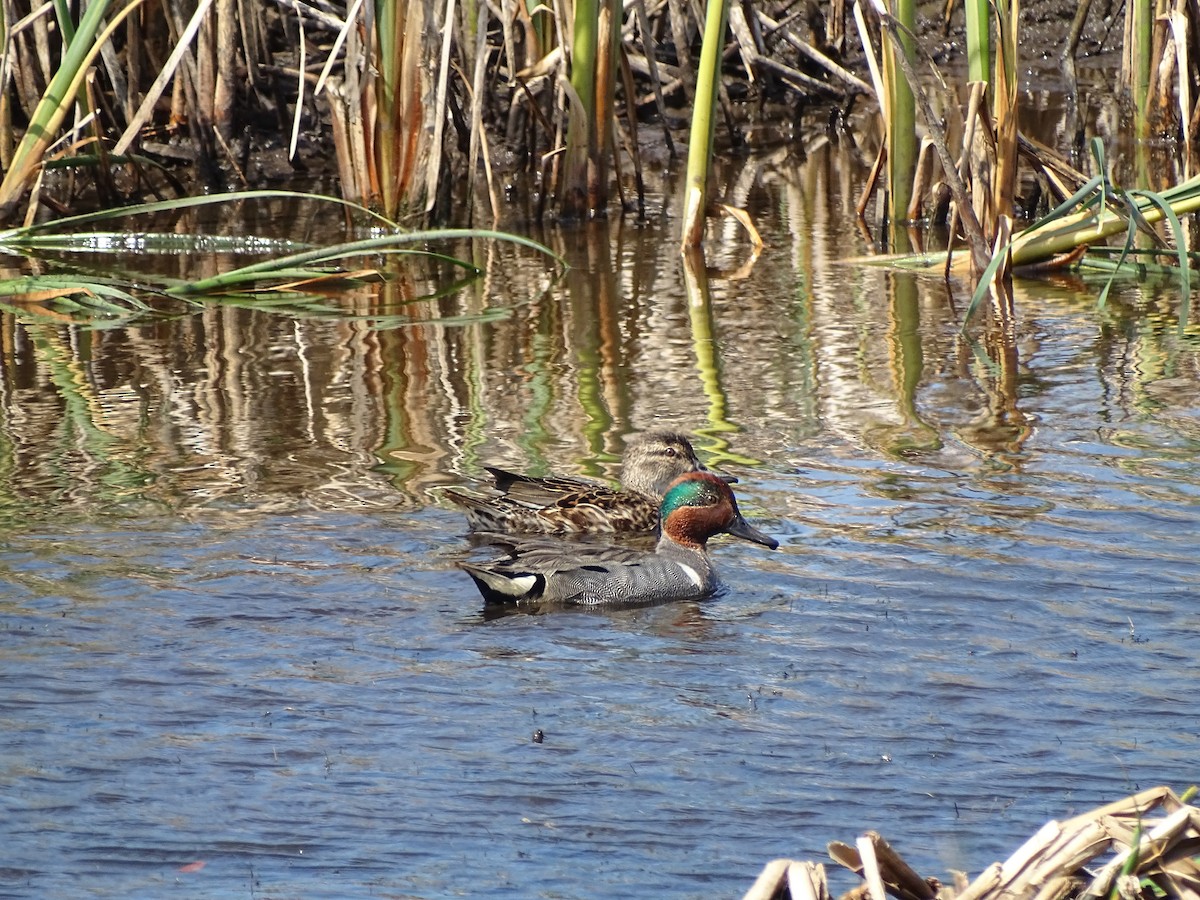Green-winged Teal - ML436726931