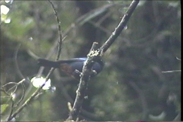 Golden-crowned Tanager - ML436729