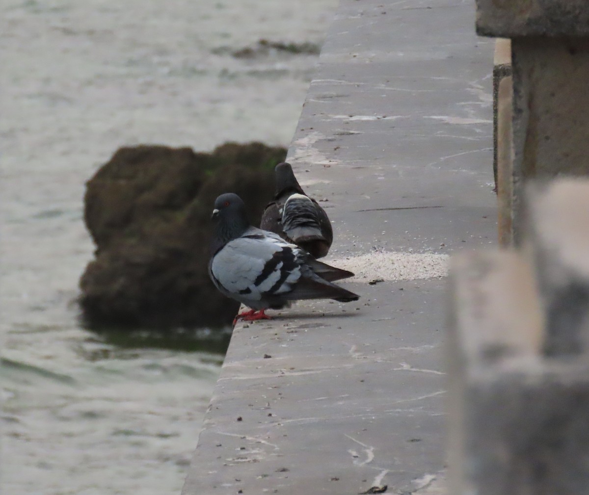 Rock Pigeon (Feral Pigeon) - ML436729871