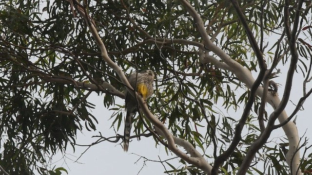 Yellow Wattlebird - ML436730561