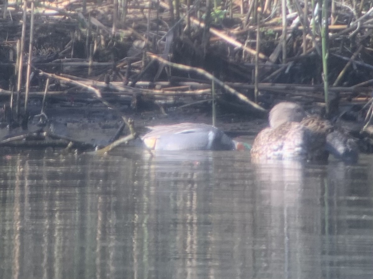 Green-winged Teal - MI YU