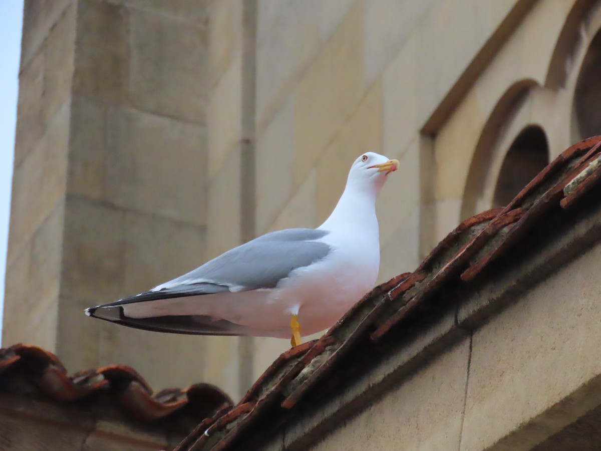 Yellow-legged Gull - ML436731831