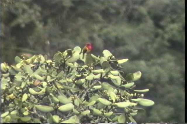 Red-hooded Tanager - ML436733