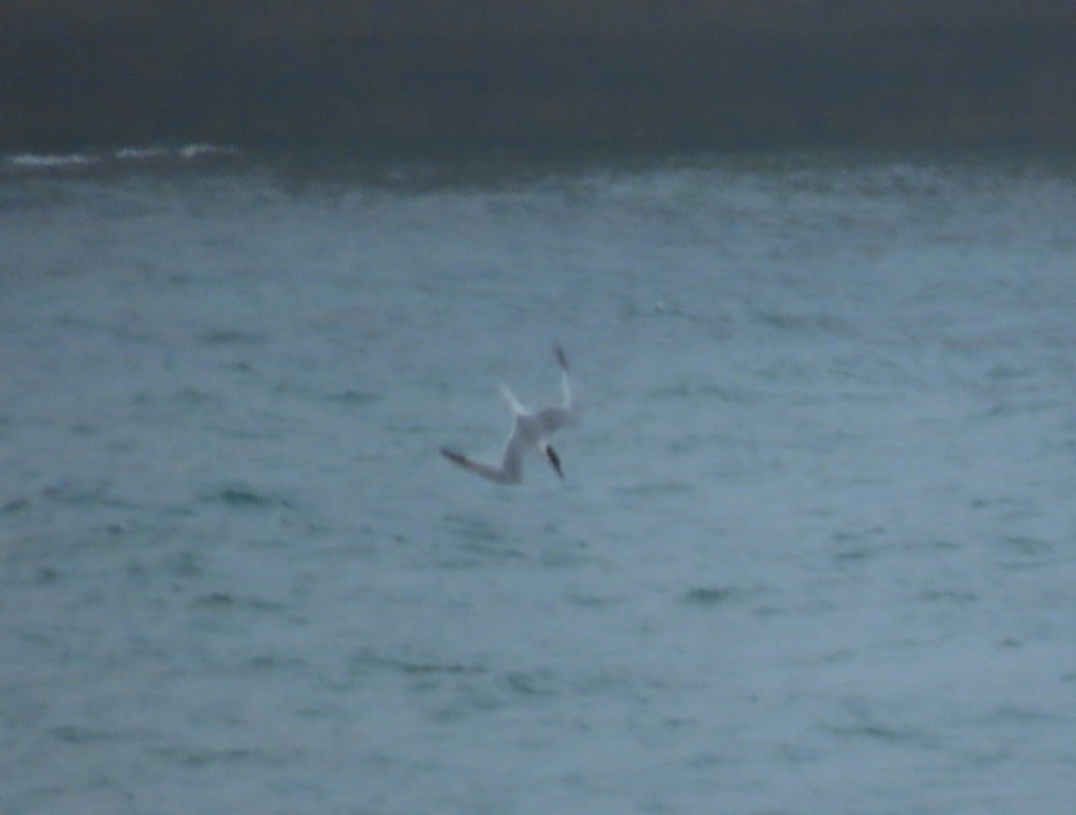 Sandwich Tern - Daniela Secas