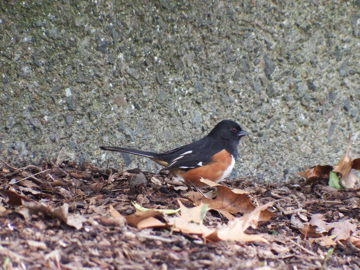 Eastern Towhee - ML436734361