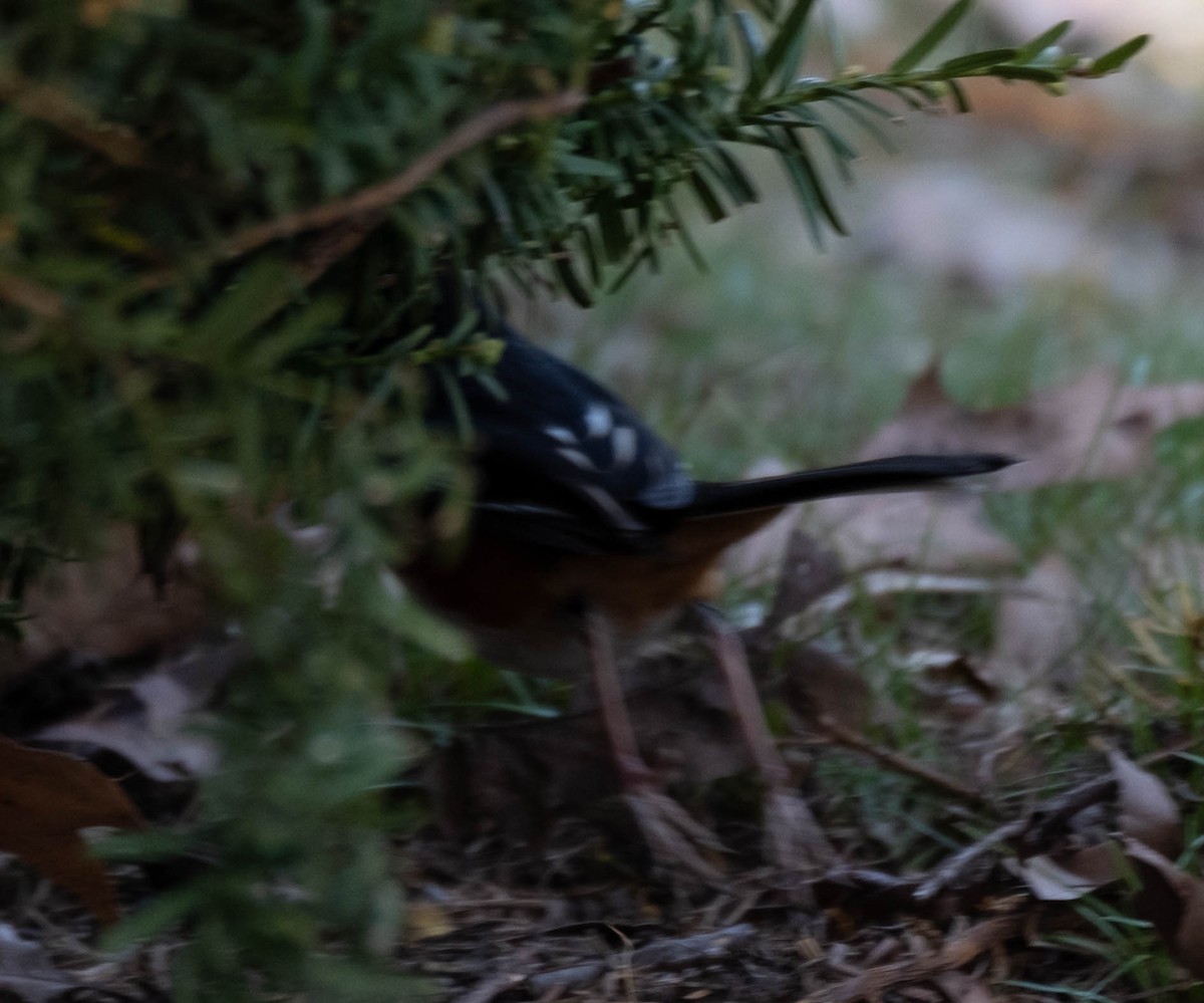 Eastern Towhee - ML436737501