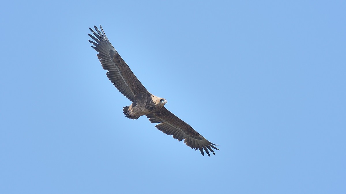 Bateleur - Kuzey Cem Kulaçoğlu