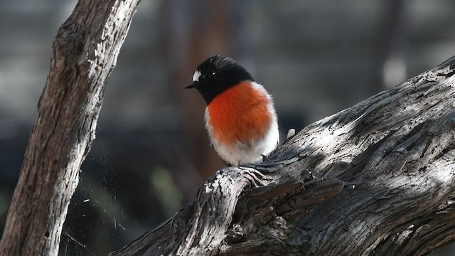 Scarlet Robin - ML436738101