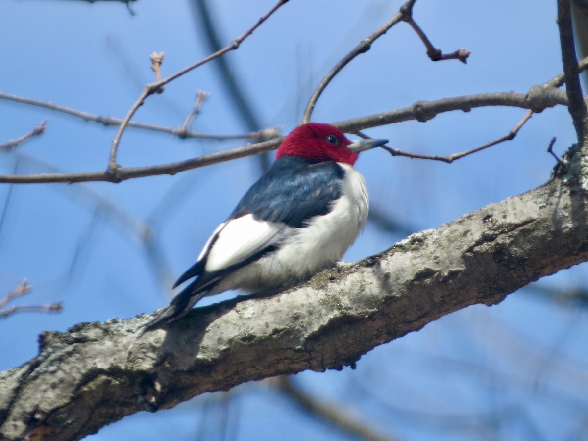 ズアカキツツキ - ML436738991