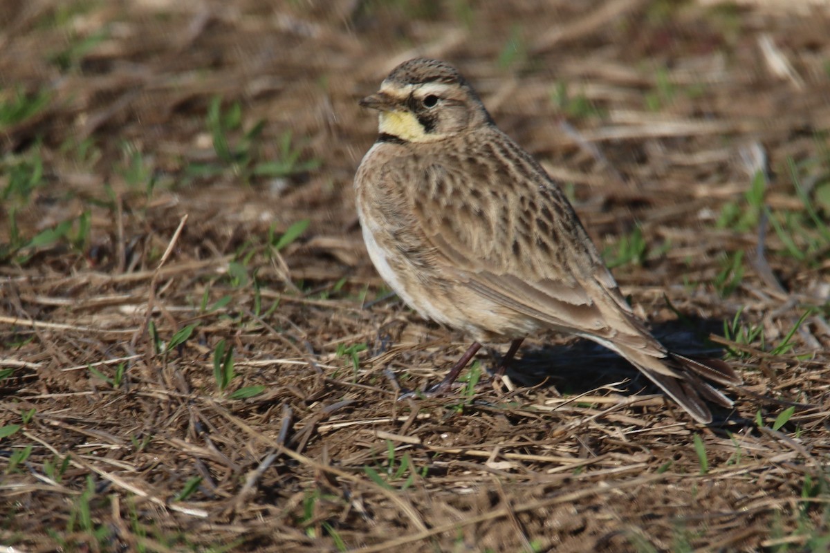 Horned Lark - ML436739961