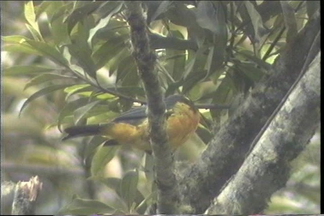 Lacrimose Mountain Tanager (palpebrosus Group) - ML436740