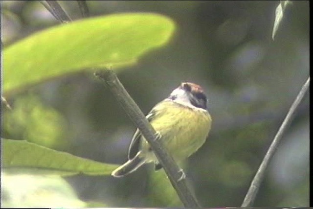 Rufous-crowned Tody-Flycatcher - ML436741