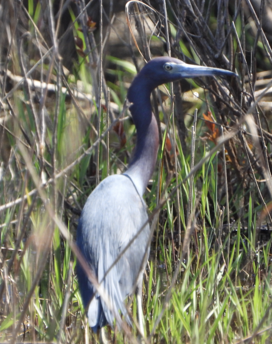 Little Blue Heron - ML436741271