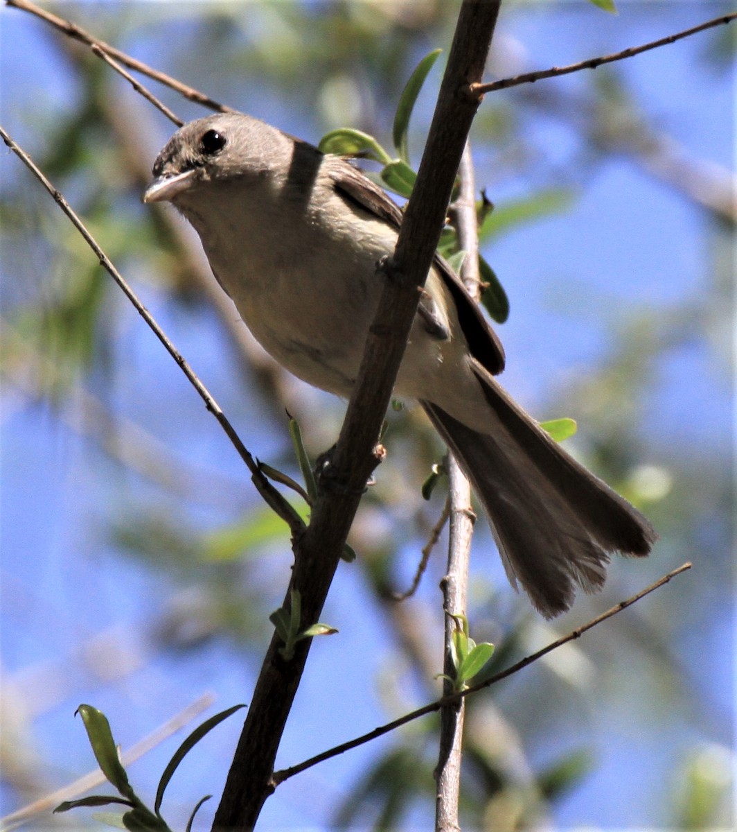 Bell's Vireo - Ken Lamberton