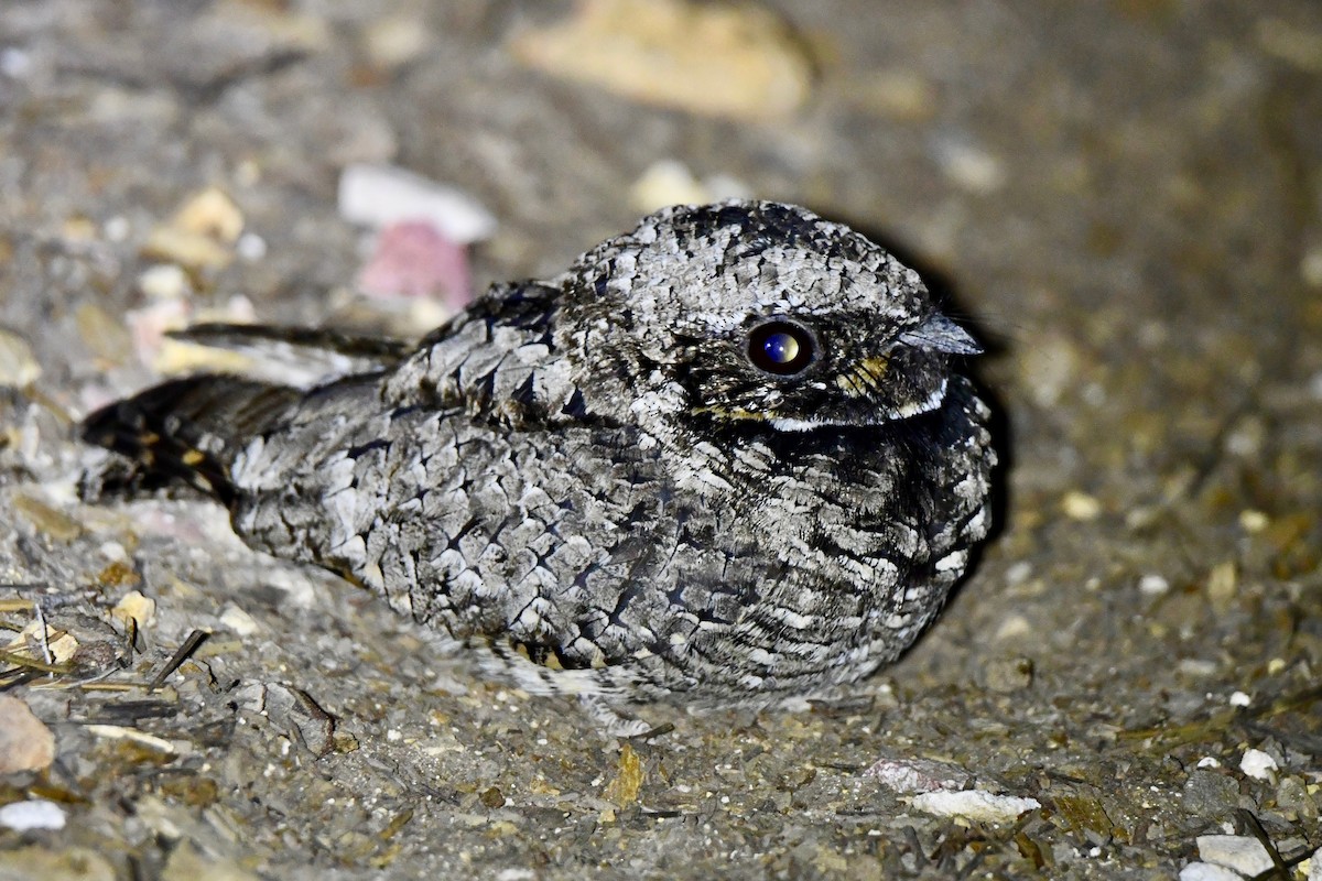 Common Poorwill - ML436741731