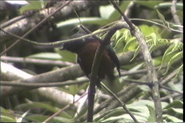 Chestnut-bellied Chat-Tyrant - ML436742