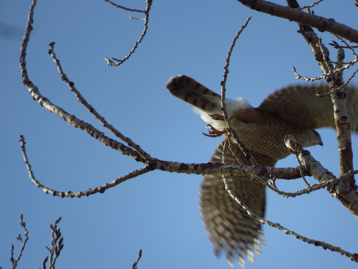 Cooper's Hawk - ML436742421