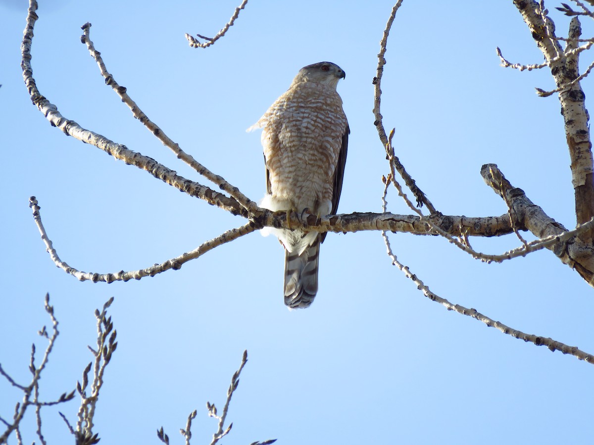 Cooper's Hawk - ML436742431